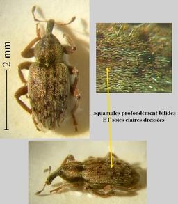 Hypera ononidis
